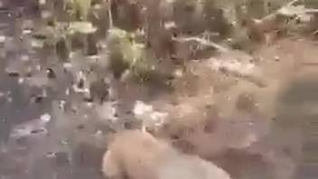 Guy proves he's the true dominant male by screwing a dog