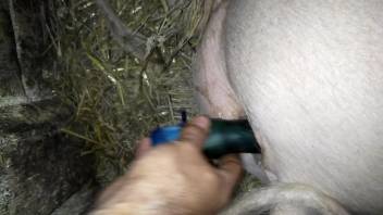 Guy banging a swine's snug cunt with a tiny dildo