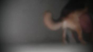 German Shepherd captured on video deeply penetrating the man's rear end