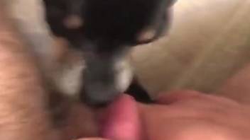 Dude's hairy cock gets pleasured in POV by a dog