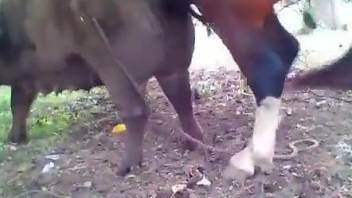 Well-endowed stallion fucking a horny animal from behind