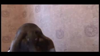 Collection of top adult films featuring sexy animal-themed whores