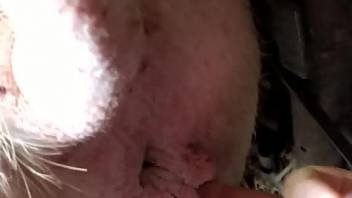 Horny farmer fingering pig's pink little pussy
