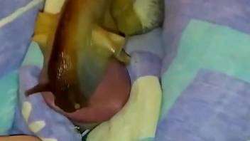 POV video with a hard cock and a very sexy snail