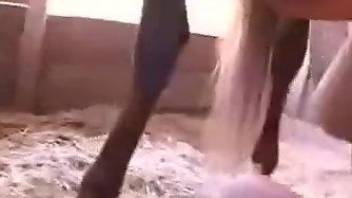 Brown horse cock pleasured by hand in a hot movie