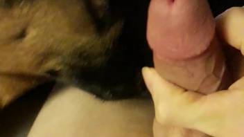 Guy's erect penis is satisfied by an incredibly enthusiastic canine