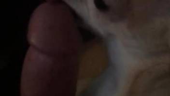 Dude lets this tiny dog lick his sizable dong