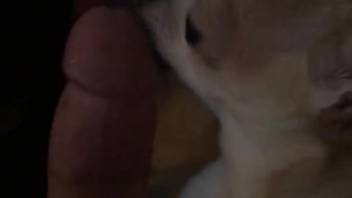 Guy allows a tiny dog to lap at his massive cock