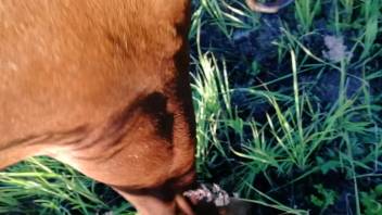 Alluring equine flaunting its dripping vagina on film