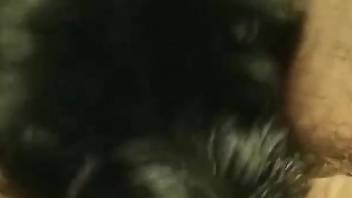 Black dog showing its fuck skills in a close-up video