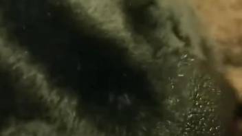 Close-up bestiality video with a VERY sexy beast