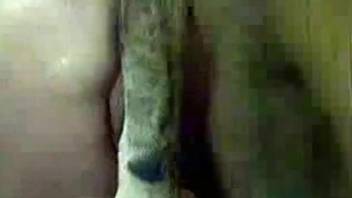 Anal zoophilia with a dog for a woman with amazing skills