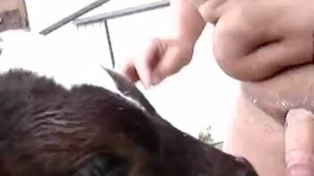 Chubby guy convinces this hefty gal to give him a messy blowjob