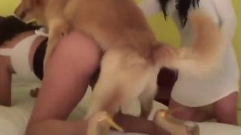 Meaty pussy brunette is going to get fucked silly