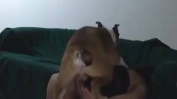 Canine mounts female on sofa and ejaculates inside her pussy