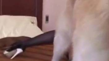Lingerie-clad Latina beauty blows a dog in a hotel room