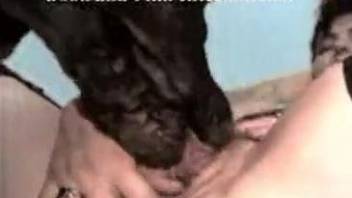 Black dog fucks a MILF's hairy cunt on camera
