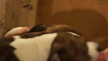 Naked ladies divide a massive canine dick in wild fashions