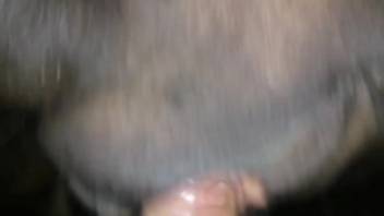 Hot beast is pounded by a aroused animal lover in point-of-view