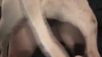 Hot lady pounded from behind by a canine