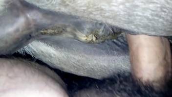 Dude fucking a mare's delicious pussy from behind