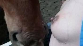 Sexy female feels intrigued by bull's huge cock and for some sex