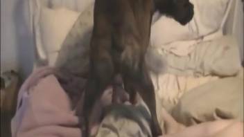 Naked spouse recorded manipulating the canine's shaft deeply into both openings