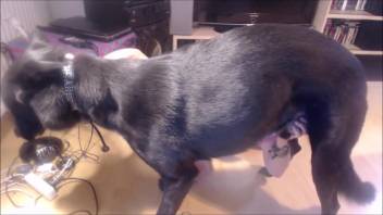 Canine frolics with homosexual young guy in filthy bestiality captured on camera