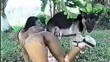 Collection of rear-entry sex with fetish dogs
