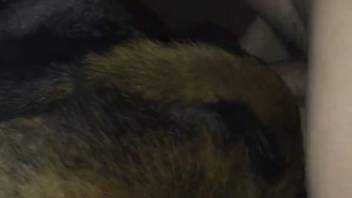 Guy overpowering a female dog's leaking pussy in a close-up clip