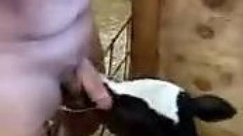 Man sticks his dick into the baby veal's mouth