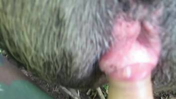 Guy deeply penetrates the swine and ejaculates inside her
