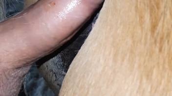 Beast's vagina stretched by a steamy human penis in close-up