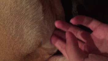 Aroused guy finger bangs his pet in a wild homemade clip