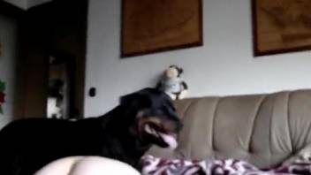 Dogsexvido - Severe dog porn zoo video at home with a slutty wife