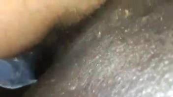 Sleek beast XXX equine erotica close-up on webcam