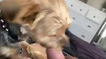 Sexy dog licking a guy's cock in a POV porno movie