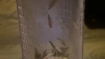 Filthy homemade bestiality fetishes for a guy obsessed with his worms