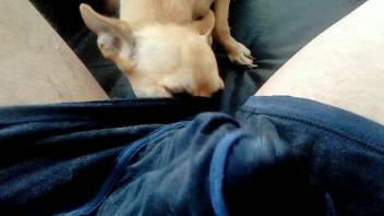 Dog licks man's dick when he tries to jerk off on cam