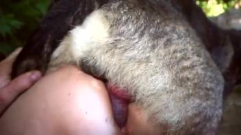 Canine thrusts into Asian hottie with great boobs, in exterior settings