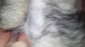 Moist vagina being hammered by a hairy creature doggy style