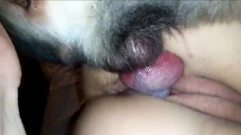 Hot ass babe bends ass and endures dog inches in both holes