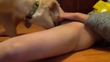Bushy vagina being tongued by a lustful pup