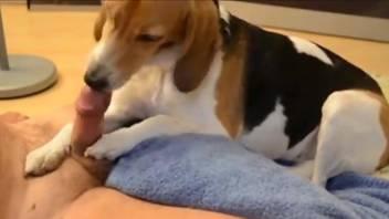 Dude gets a nice, sloppy blowjob from an adorable puppy