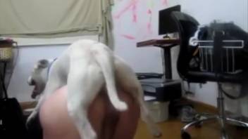 Curvy lady takes a real canine cock in her nice butt