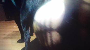 Ebony canine receives a pleasurable manual stimulation from an attractive bestiality enthusiast