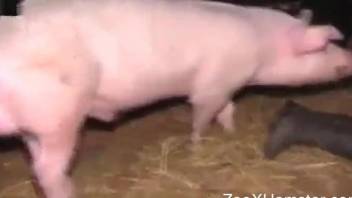 Pig's weird cock destroys a tight human pussy