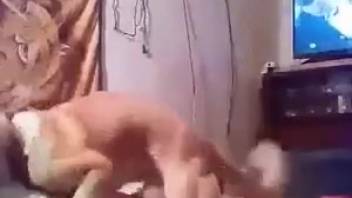Rigid canine cock thrusts into a bestiality enthusiast's orifice