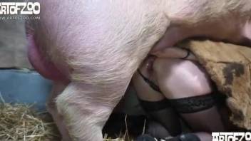 Masked female gets banged by a big pig