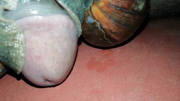 Mollusks gratifying a dude's tasty dick in front of the camera